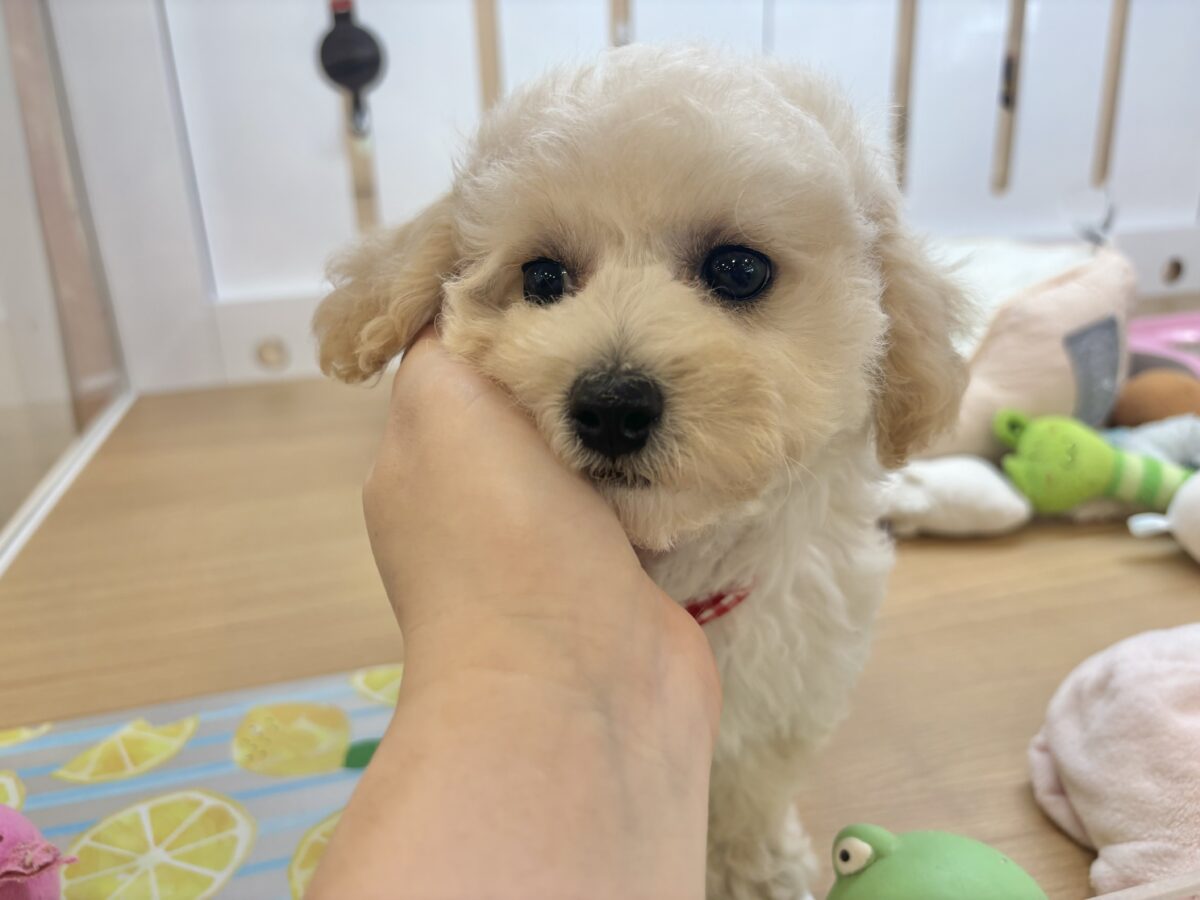ビションプー