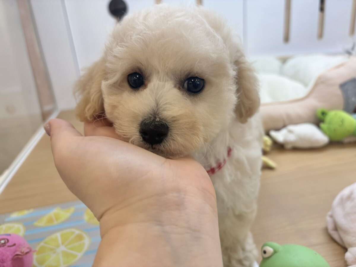 ビションプー