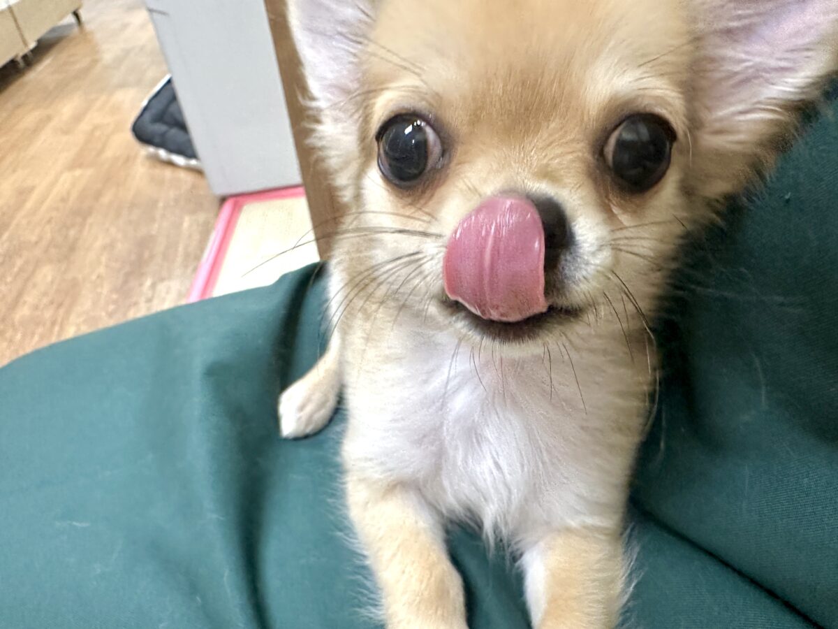 チワワ