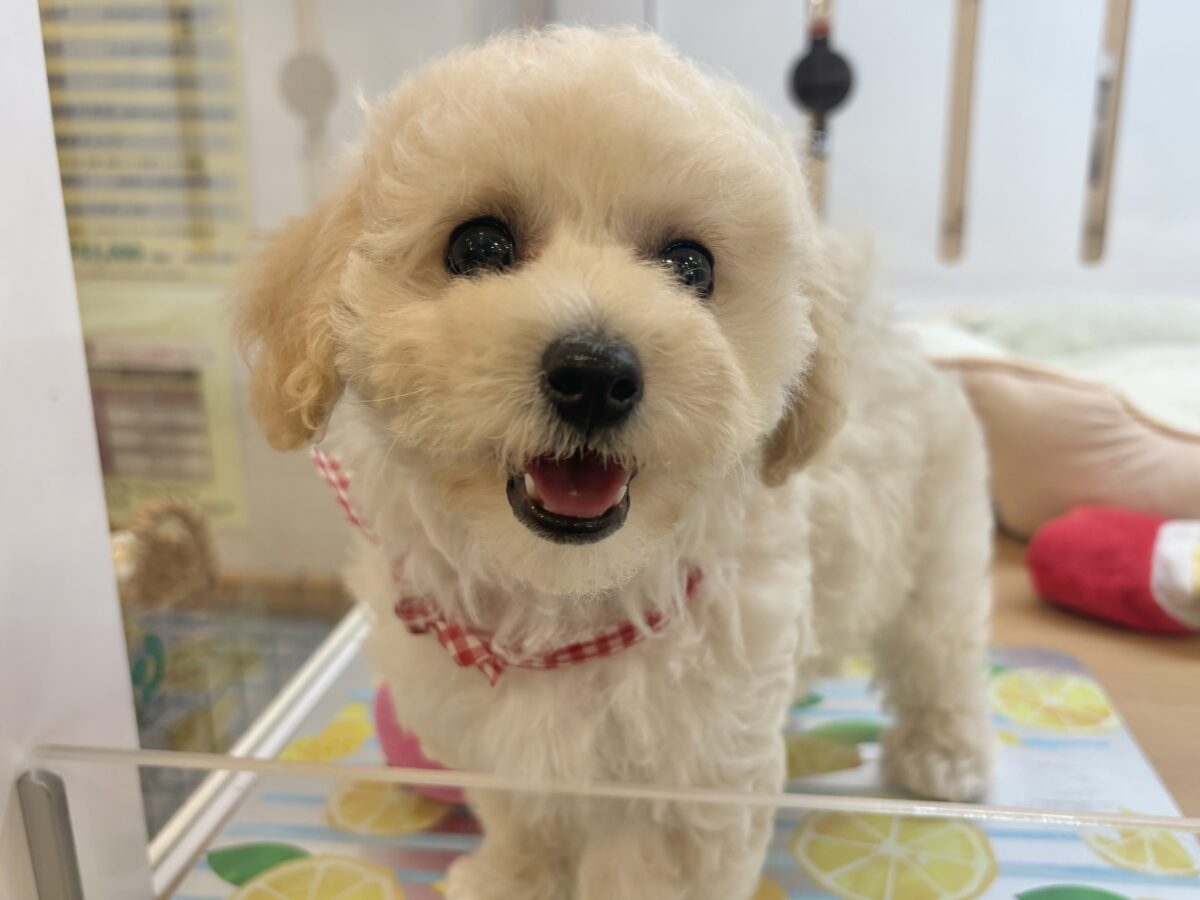 ビションプー