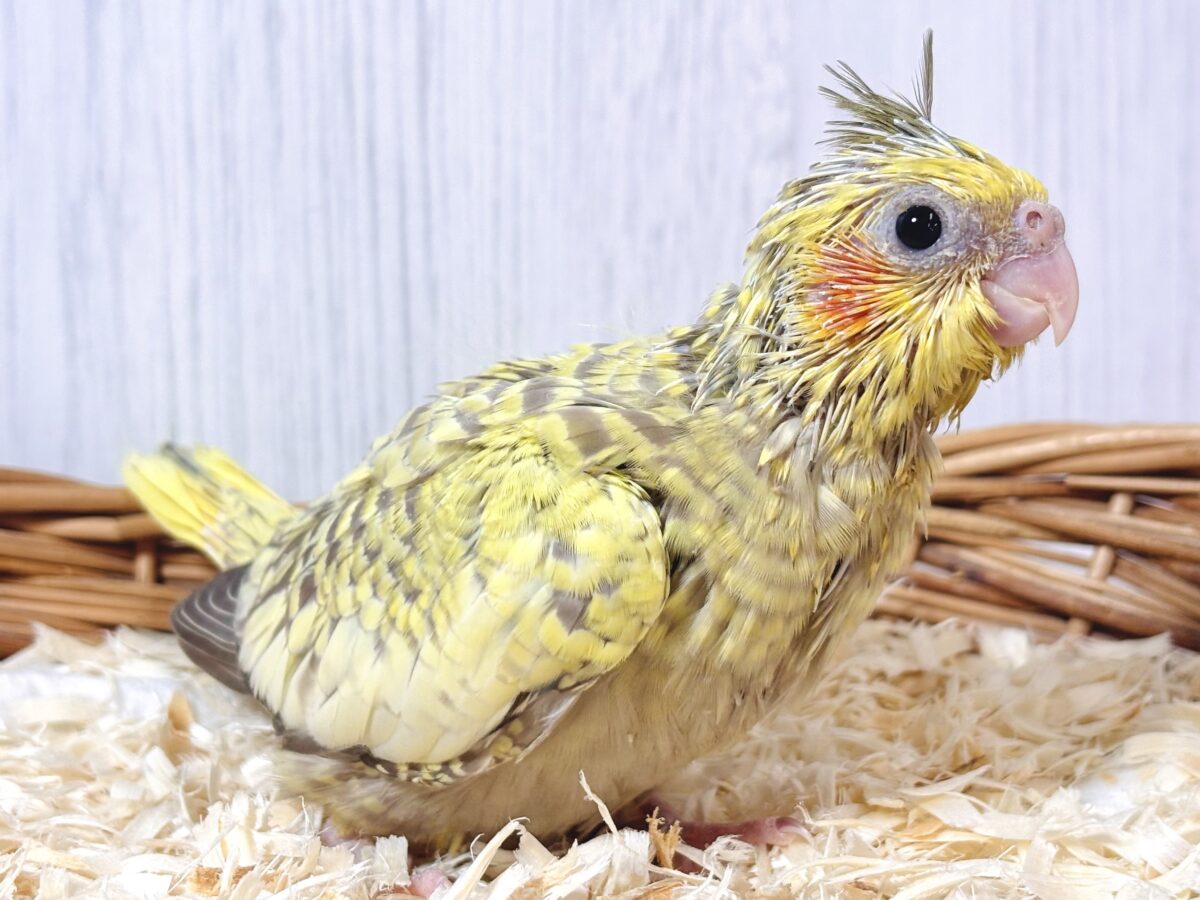 オカメインコ
