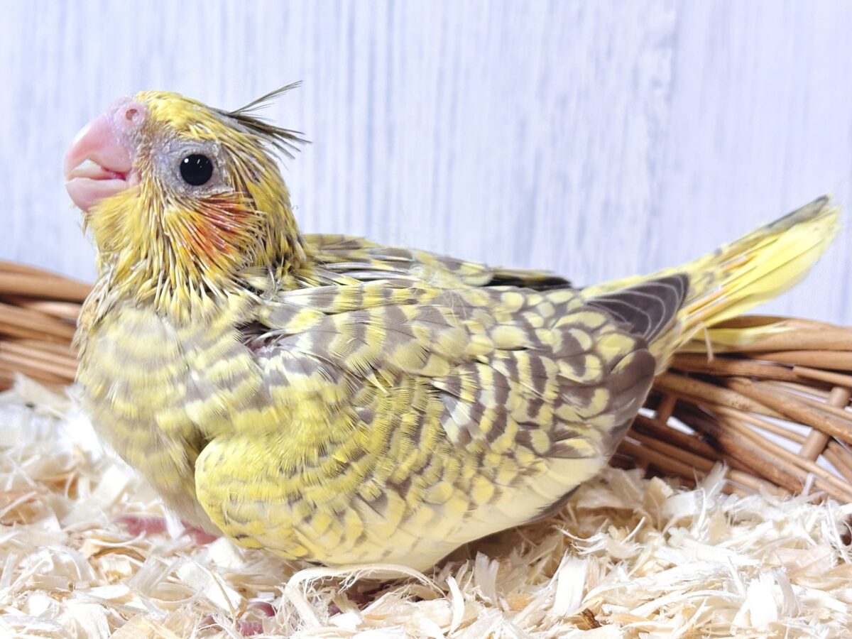 オカメインコ