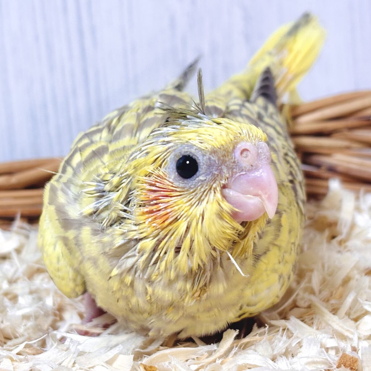 🐯オカメインコ シナモンパール ‪🧡‬‪💗