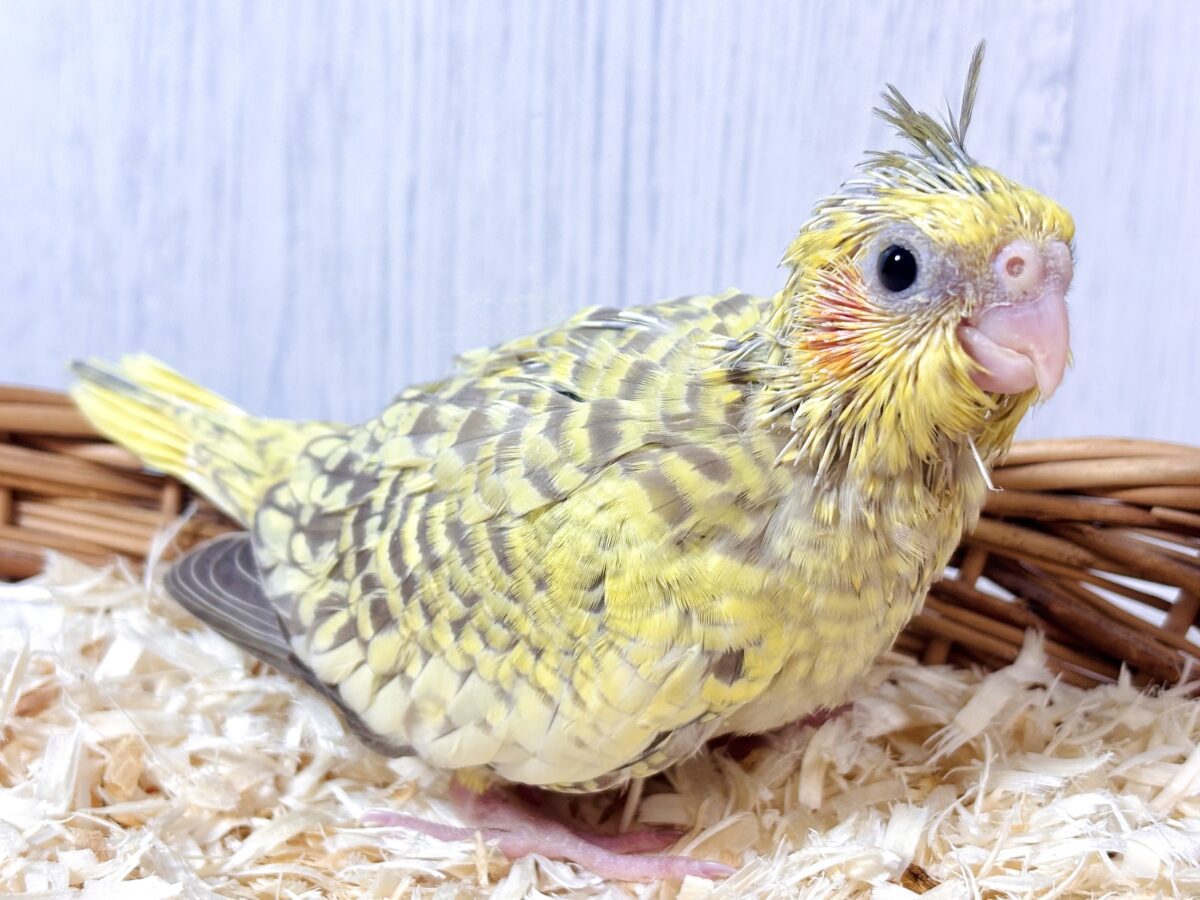 オカメインコ