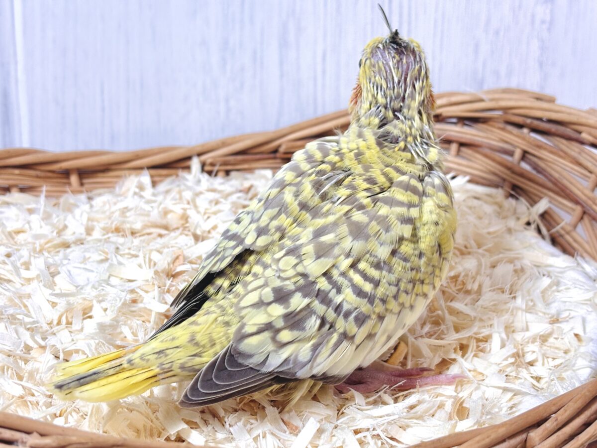 オカメインコ