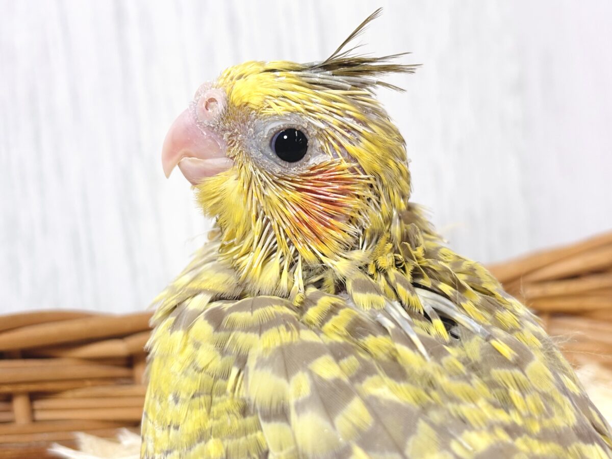 オカメインコ