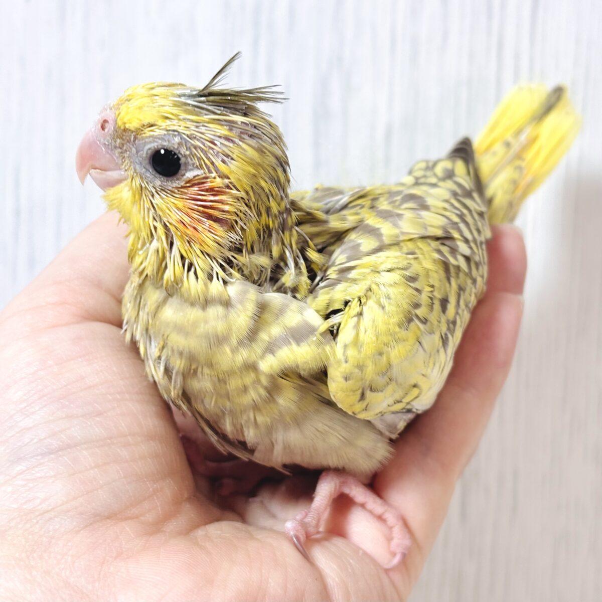 オカメインコ