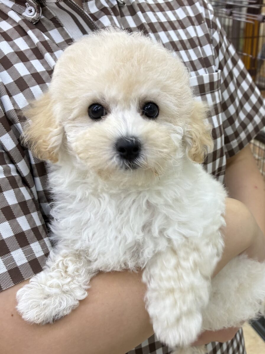 ハーフ犬（トイプードル×ビションフリーゼ）女の子♪フワフワわたあめ🍬