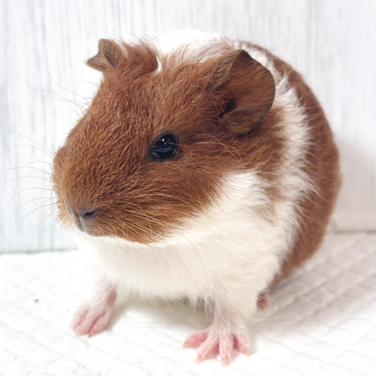 🐹イングリッシュモルモット 茶白ちゃん🤎🤍
