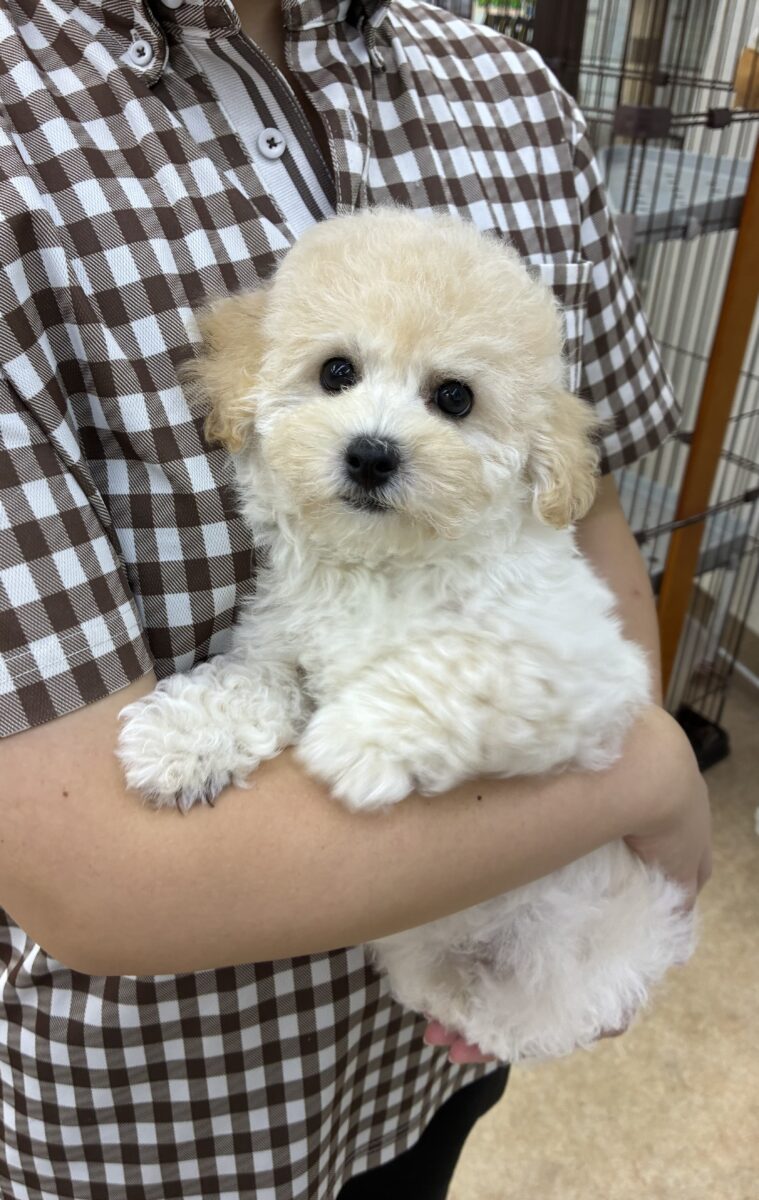 ハーフ犬(トイプードル×ビションフリーゼ)女の子♪フワフワわたあめ🍬 ビションプー