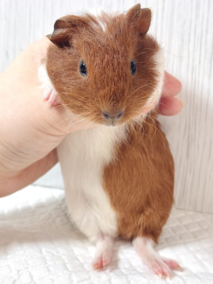 イングリッシュモルモット