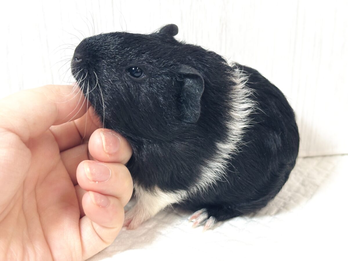 🐹イングリッシュモルモット 黒茶白ちゃん🖤🤎🤍
