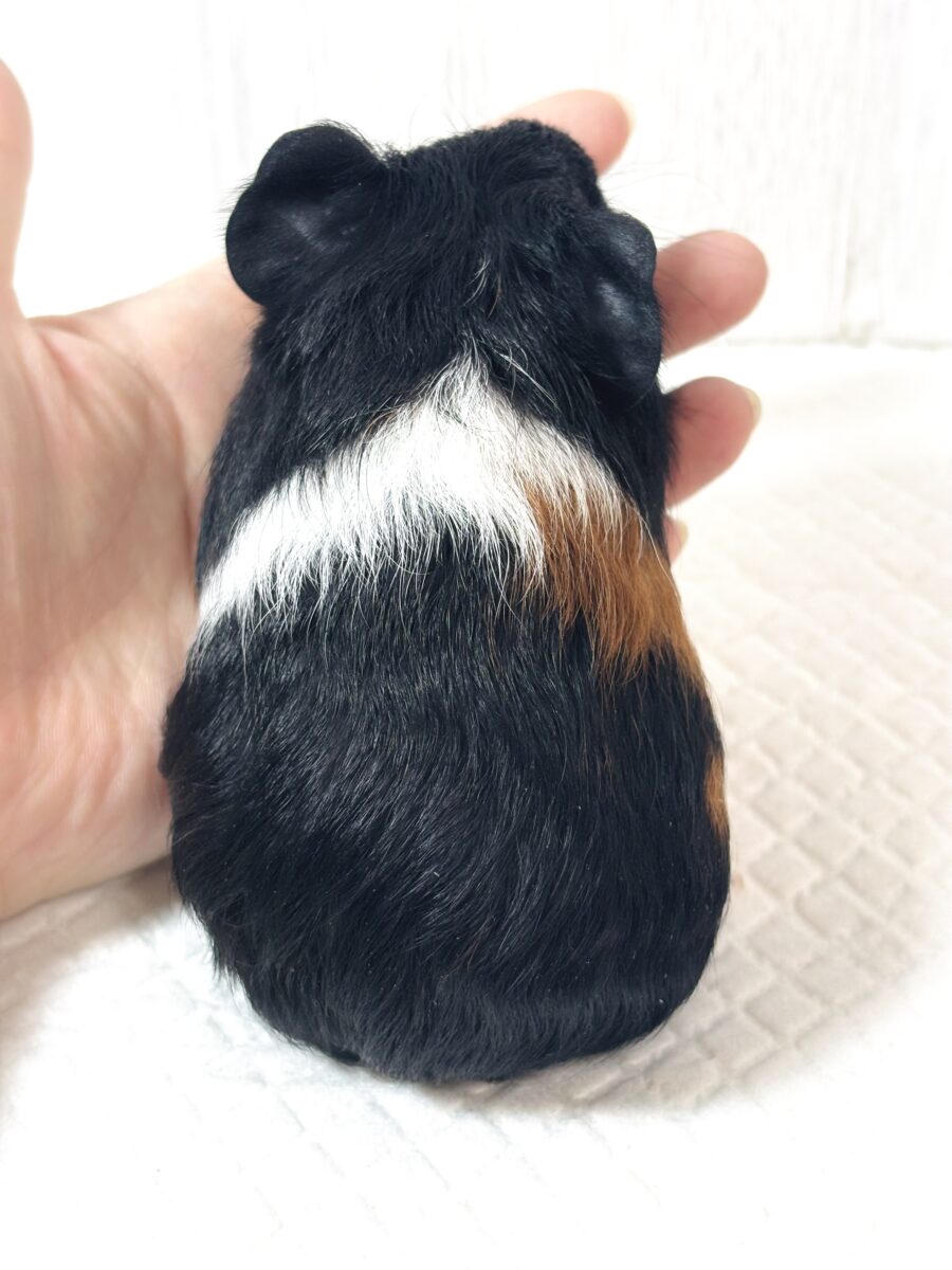 イングリッシュモルモット