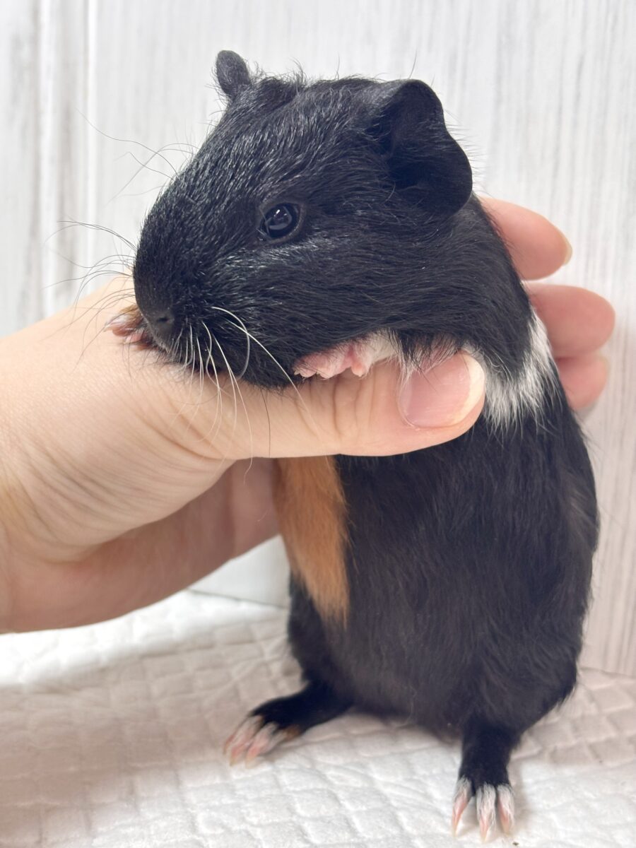 イングリッシュモルモット