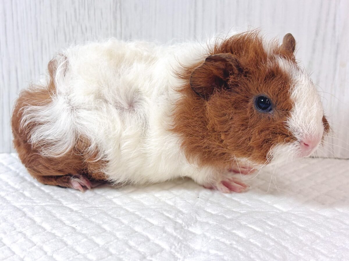 テディモルモット