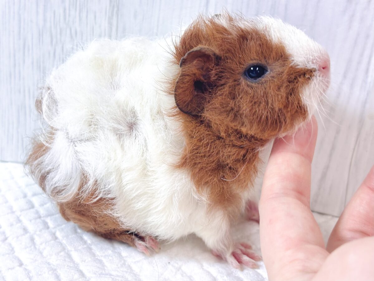 テディモルモット