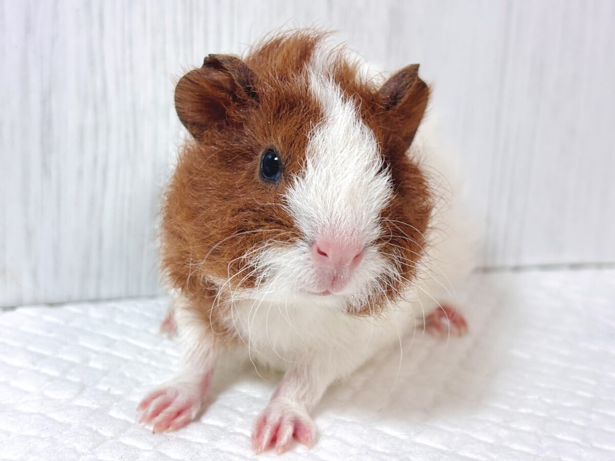 🐹テディモルモット 茶白ちゃん🤎‎🤍