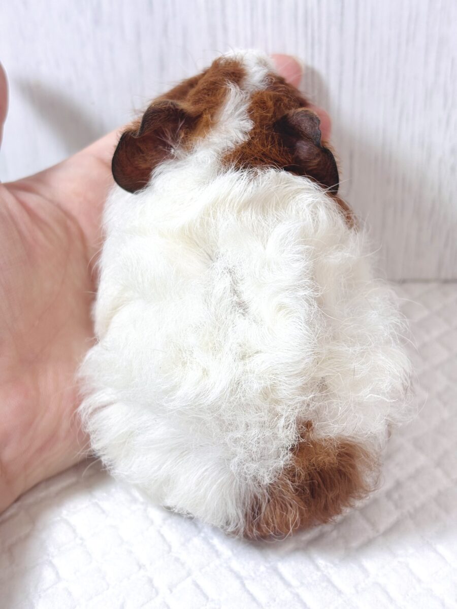 テディモルモット