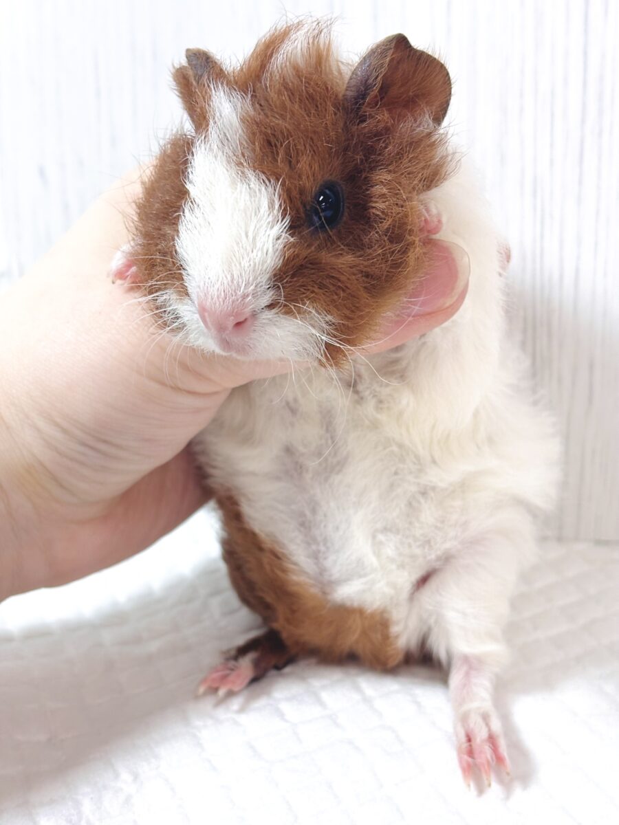 テディモルモット