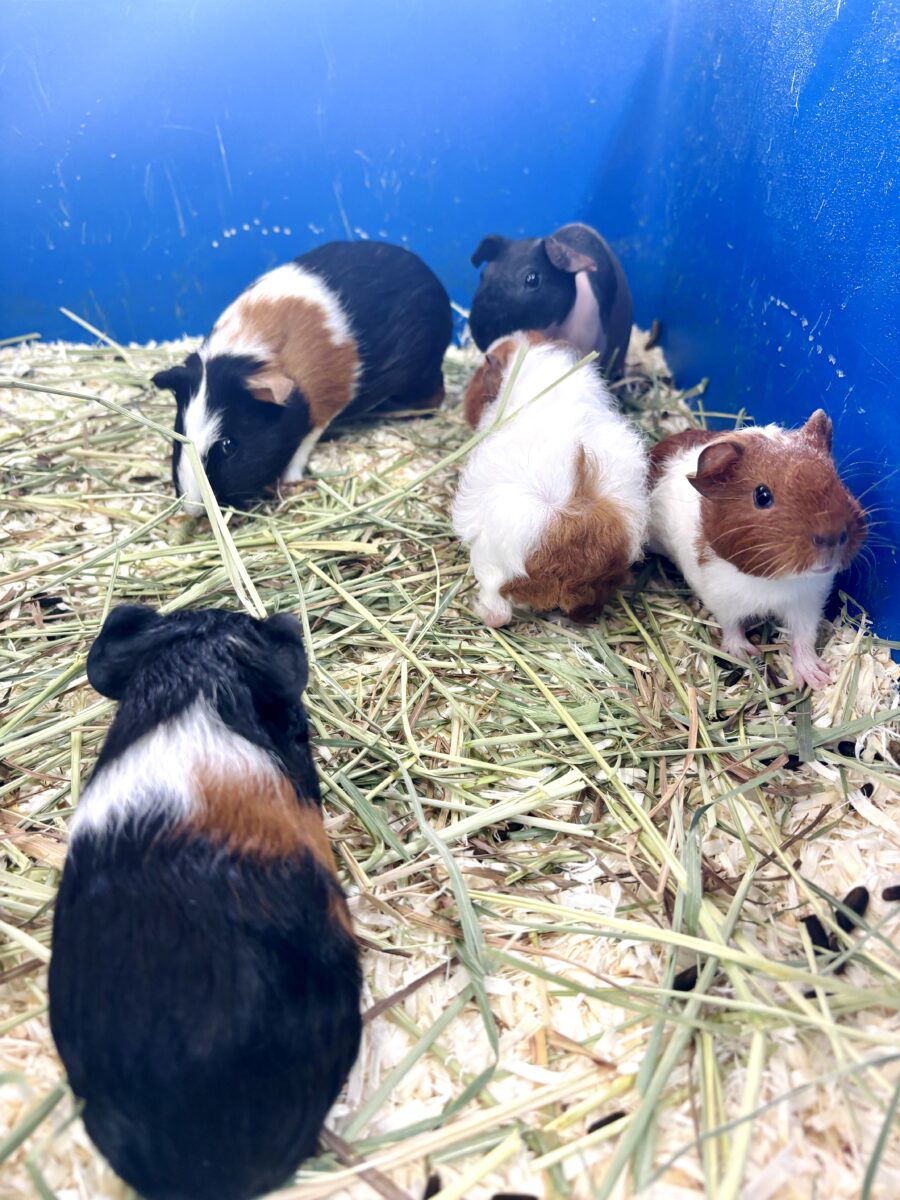 テディモルモット