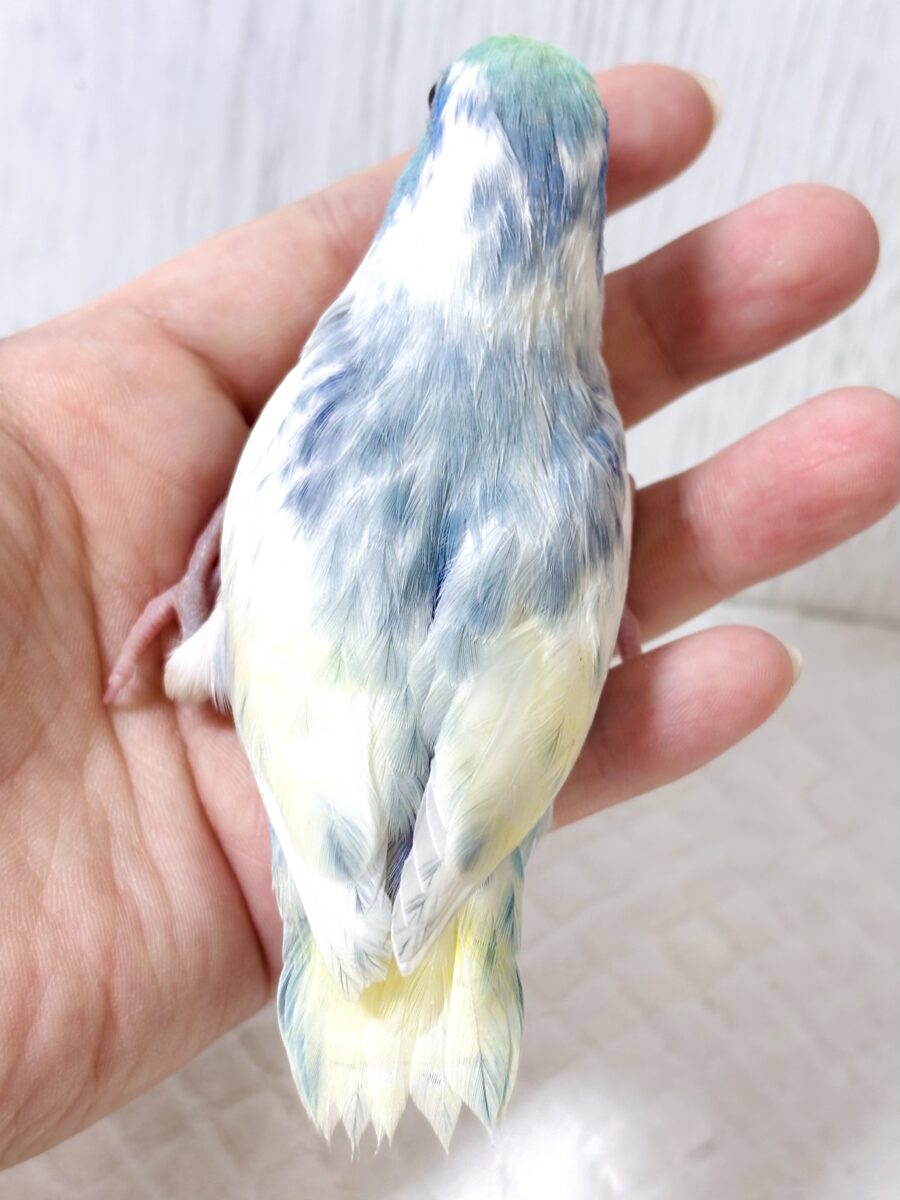 マメルリハ