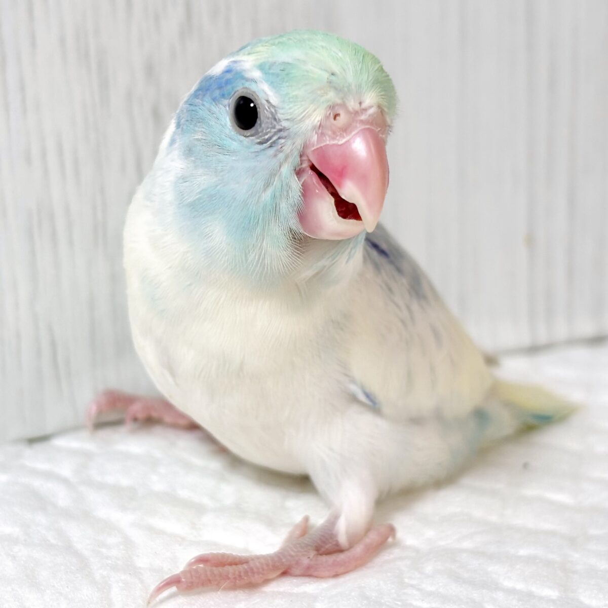 マメルリハ