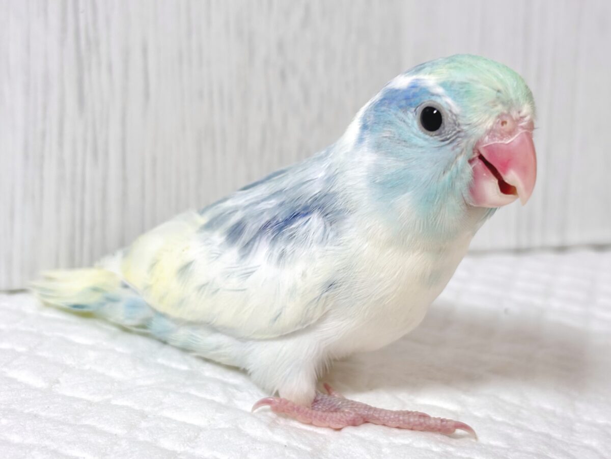 マメルリハ