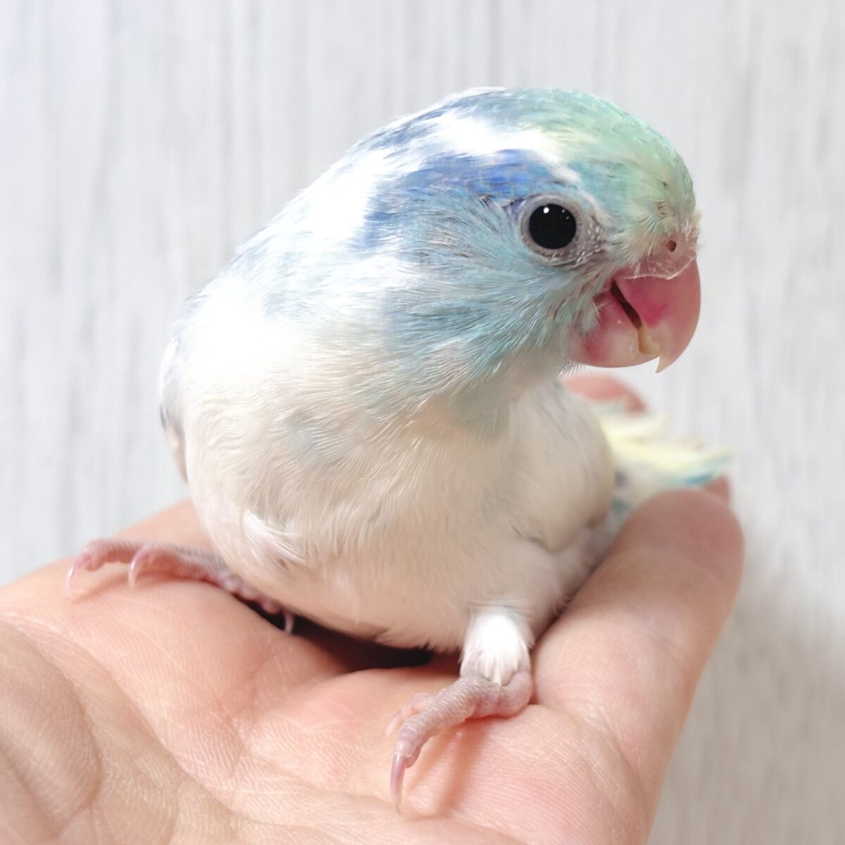 マメルリハ