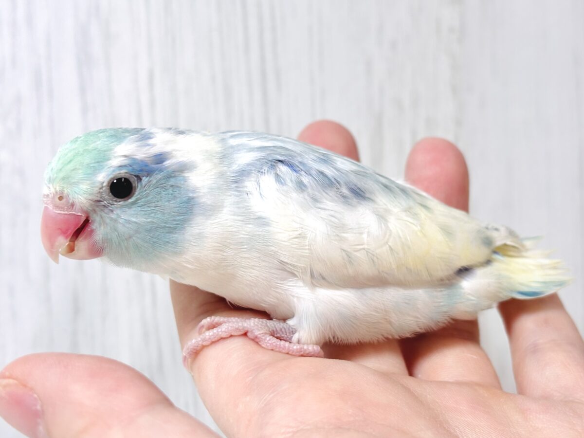 マメルリハ