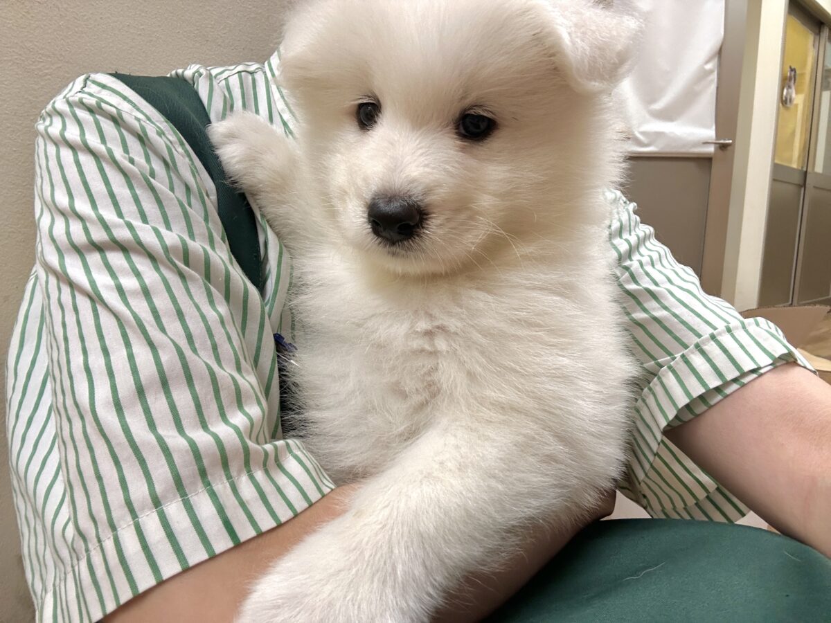 サモエド