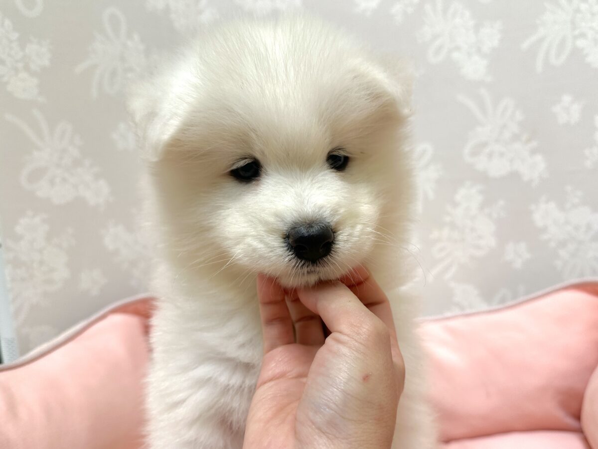 サモエド