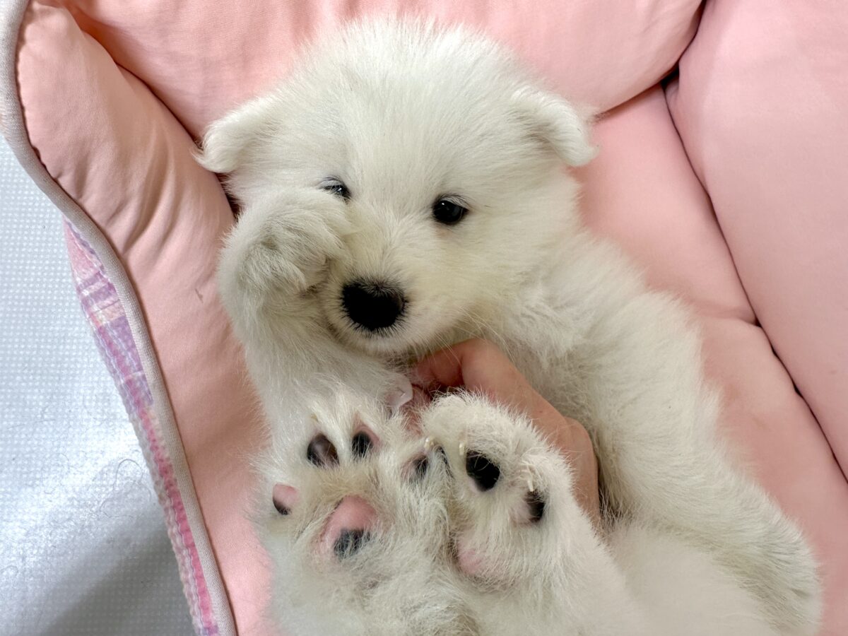 サモエド