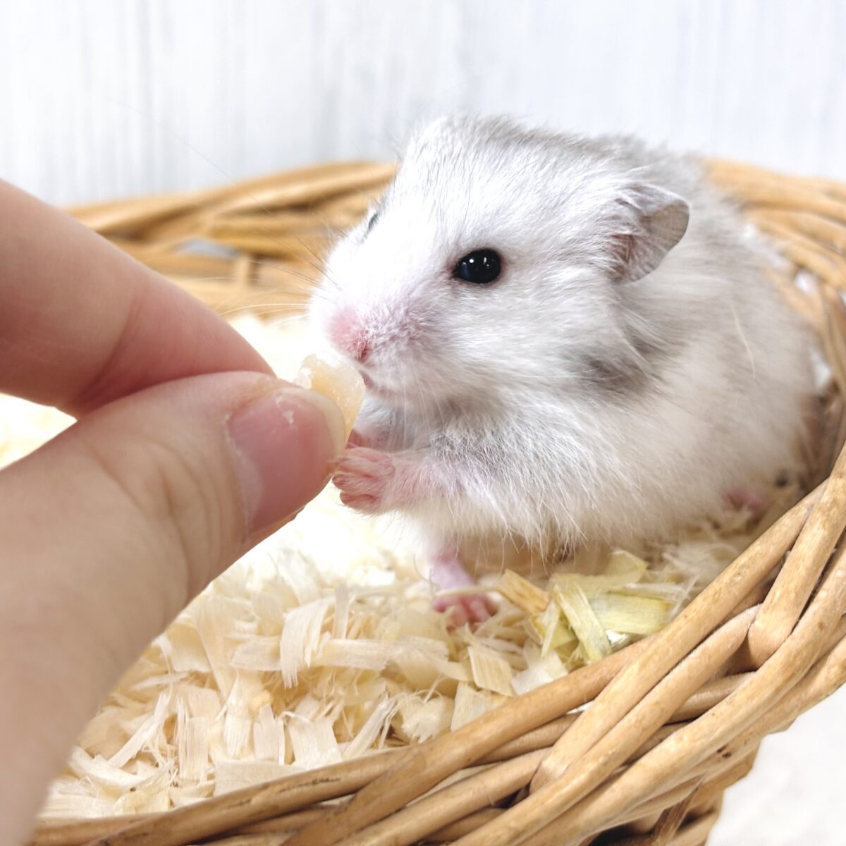 ゴールデンハムスター