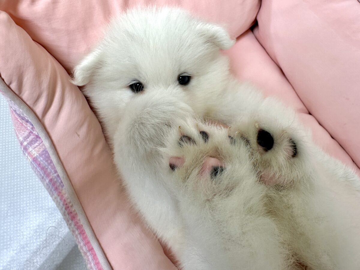 サモエド