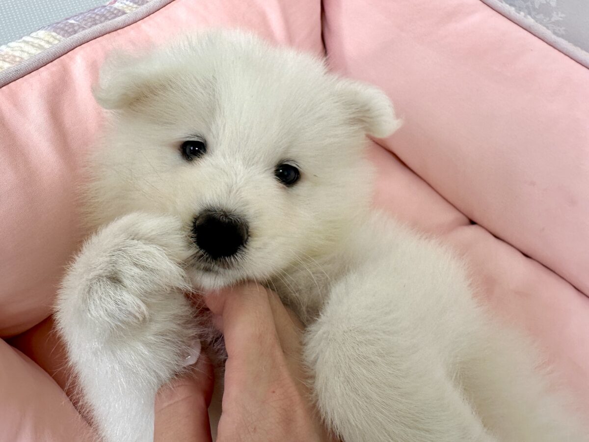 サモエド