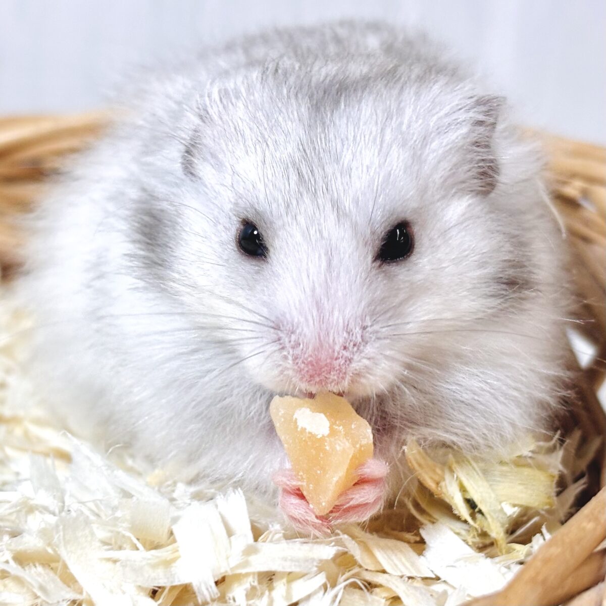✨もふもふ天使✨白×グレーが綺麗なロングコートハムちゃん🐹🤍🩶