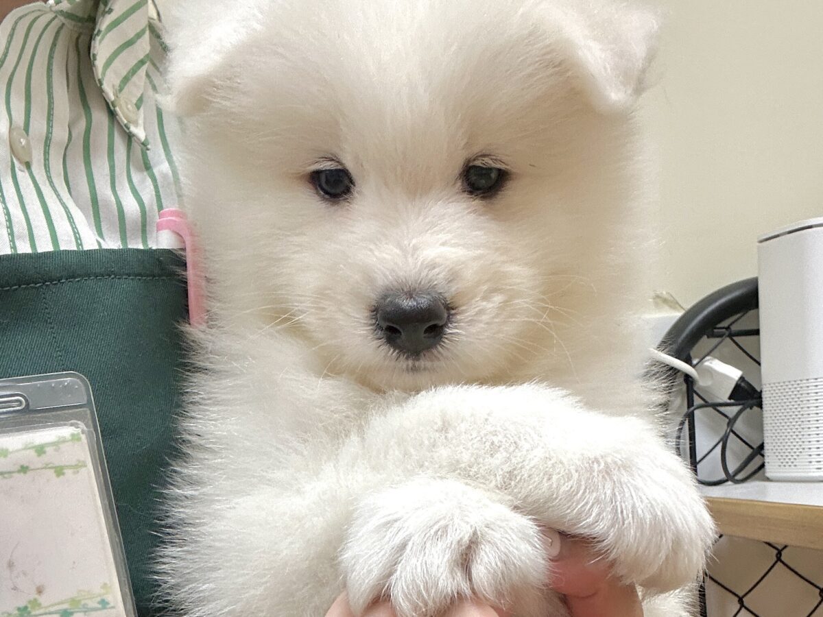 サモエド
