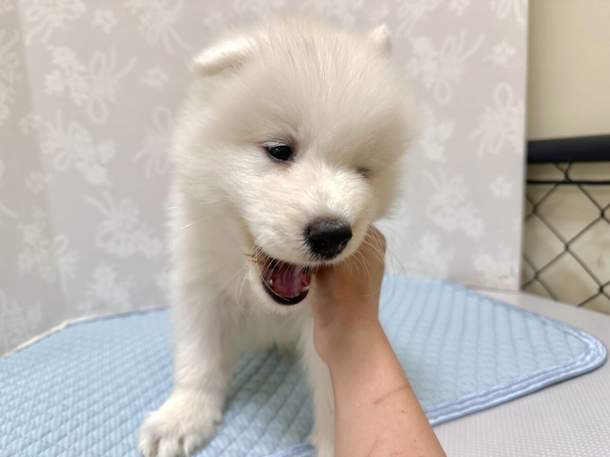 サモエド