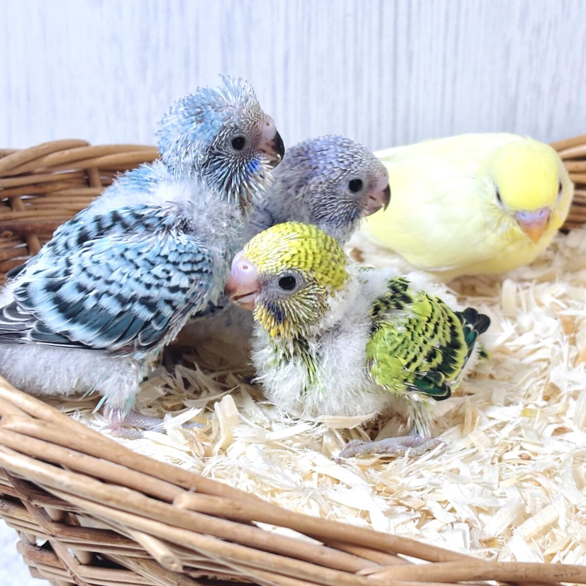 セキセイインコ