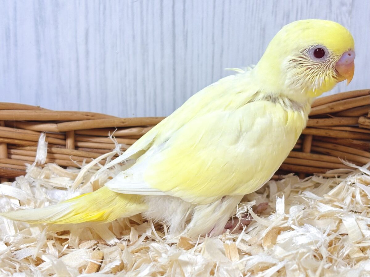 セキセイインコ
