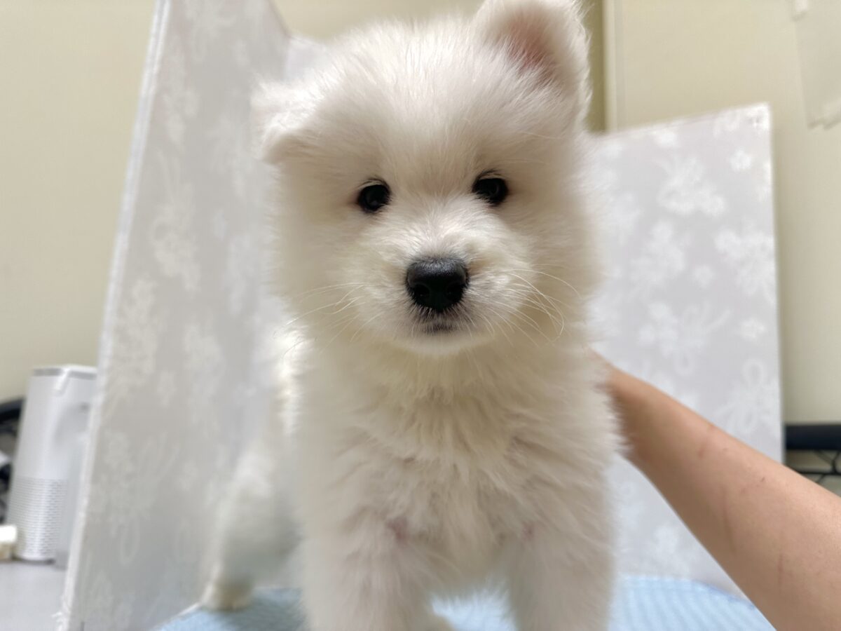サモエド