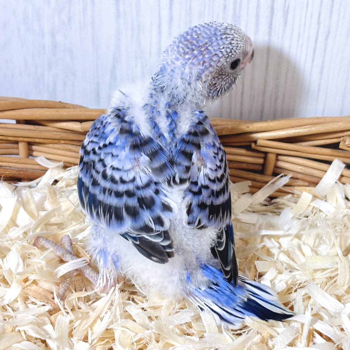 セキセイインコ