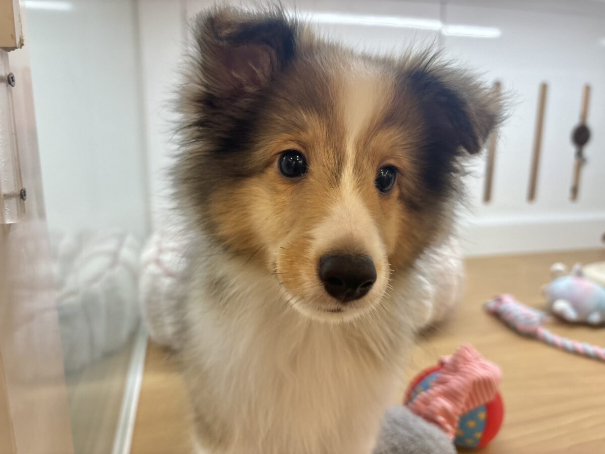 シェットランドシープドッグ（シェルティ）