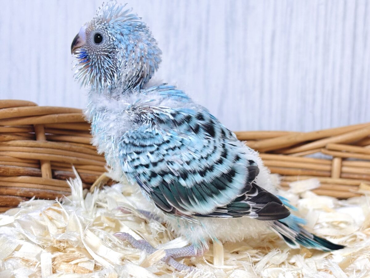 セキセイインコ