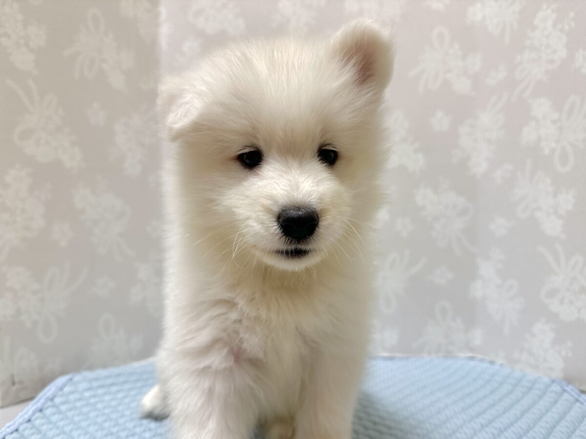 サモエド