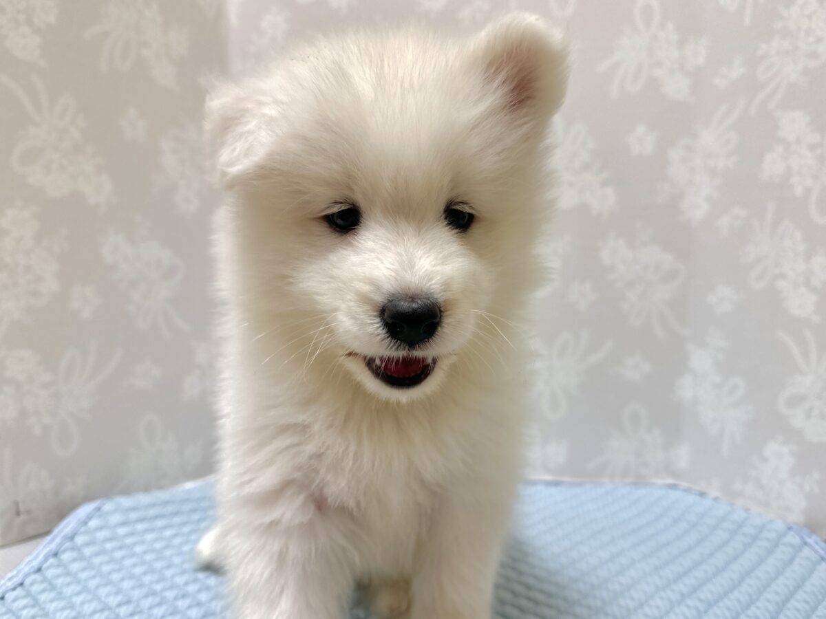 サモエド