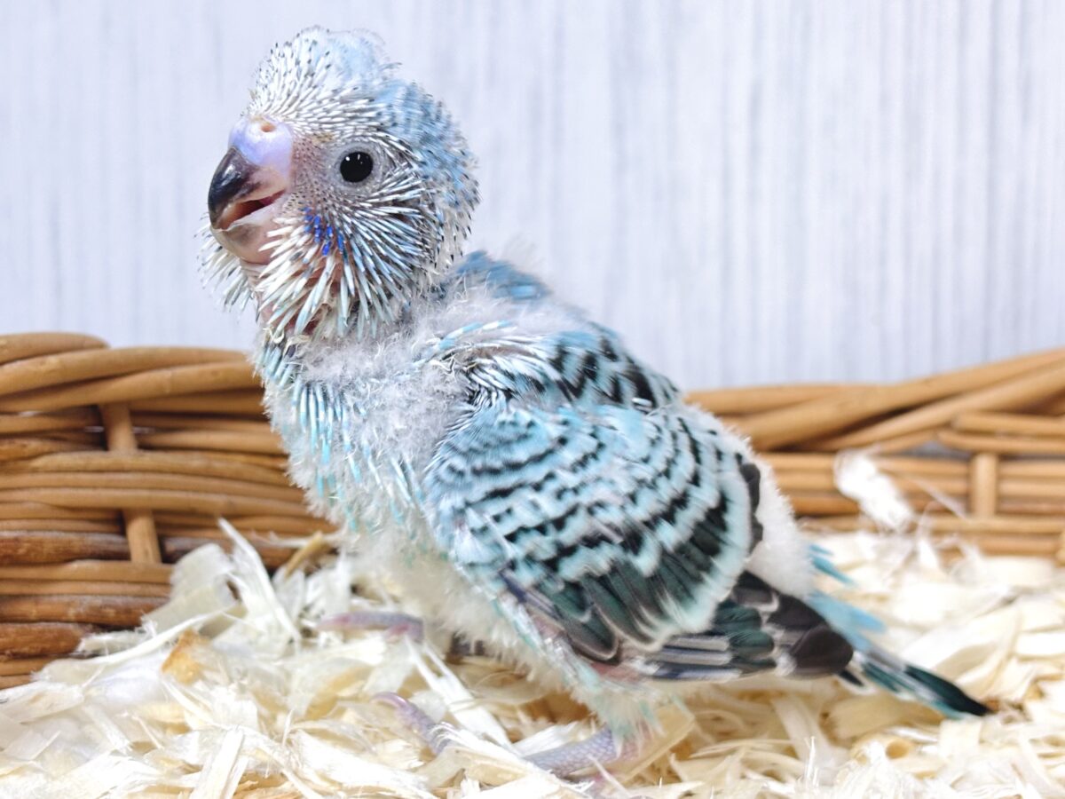 セキセイインコ