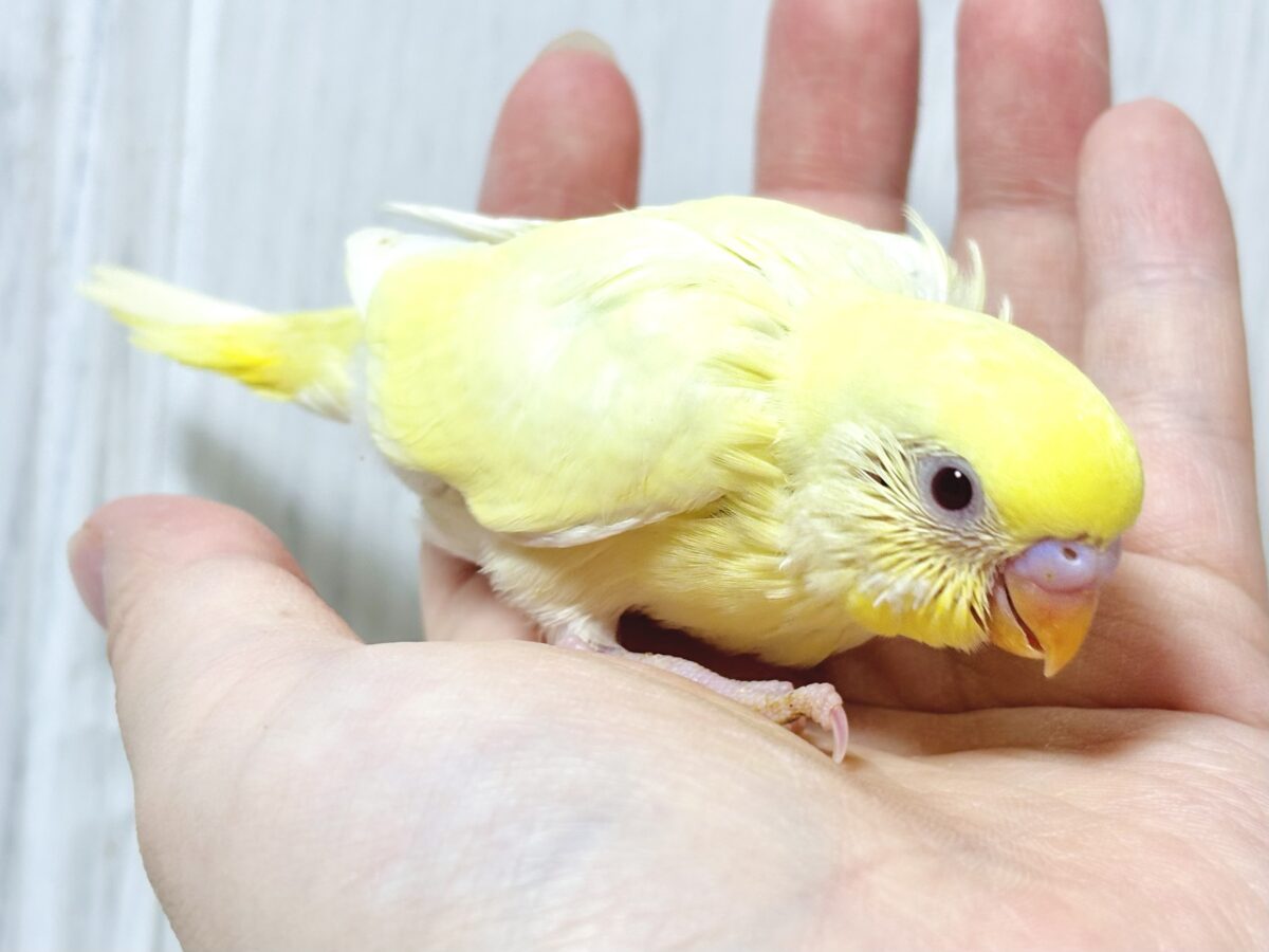 セキセイインコ
