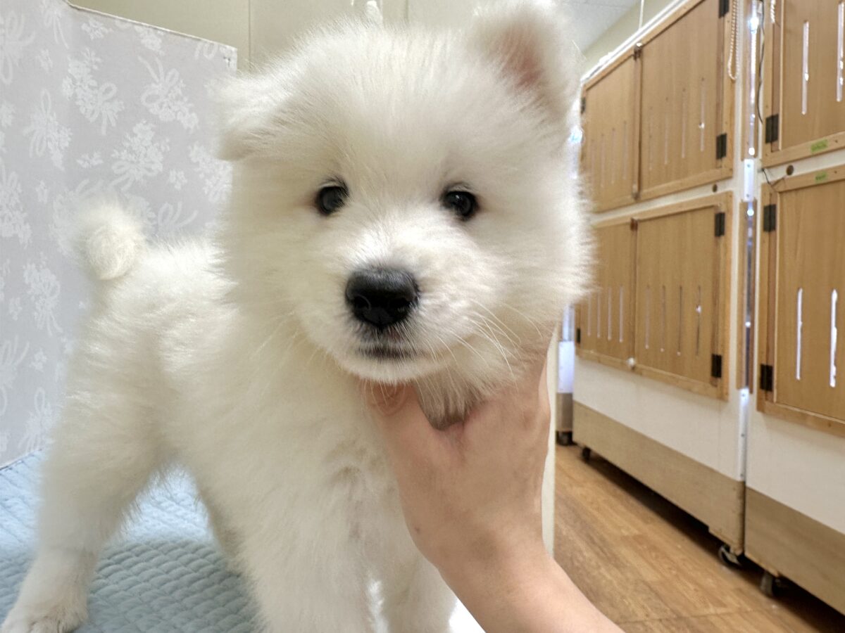 サモエド