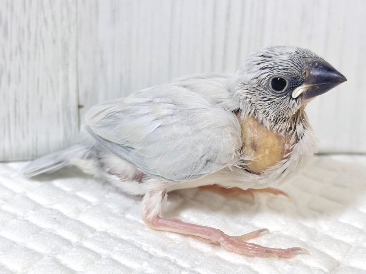 シルバー文鳥
